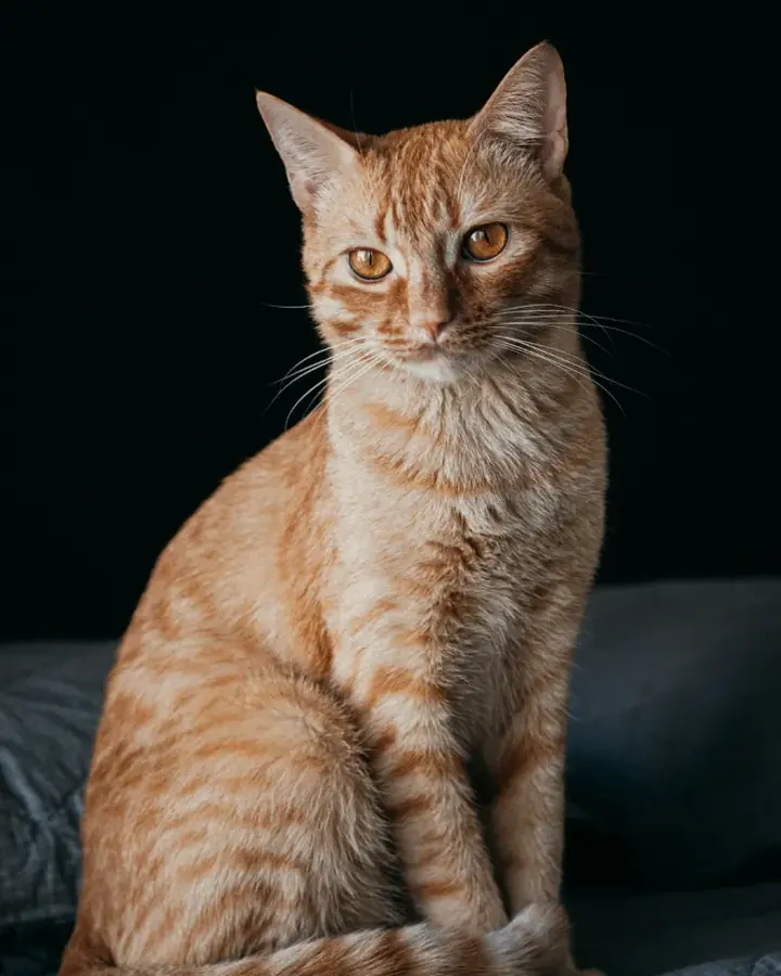 Caramel
