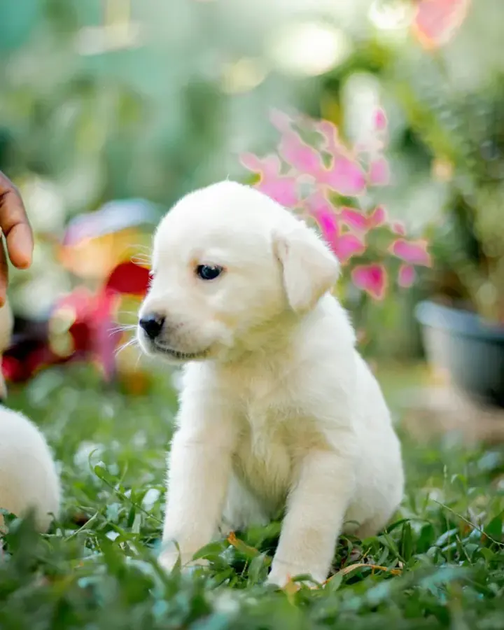 Tokyo, Labrador Retriever
