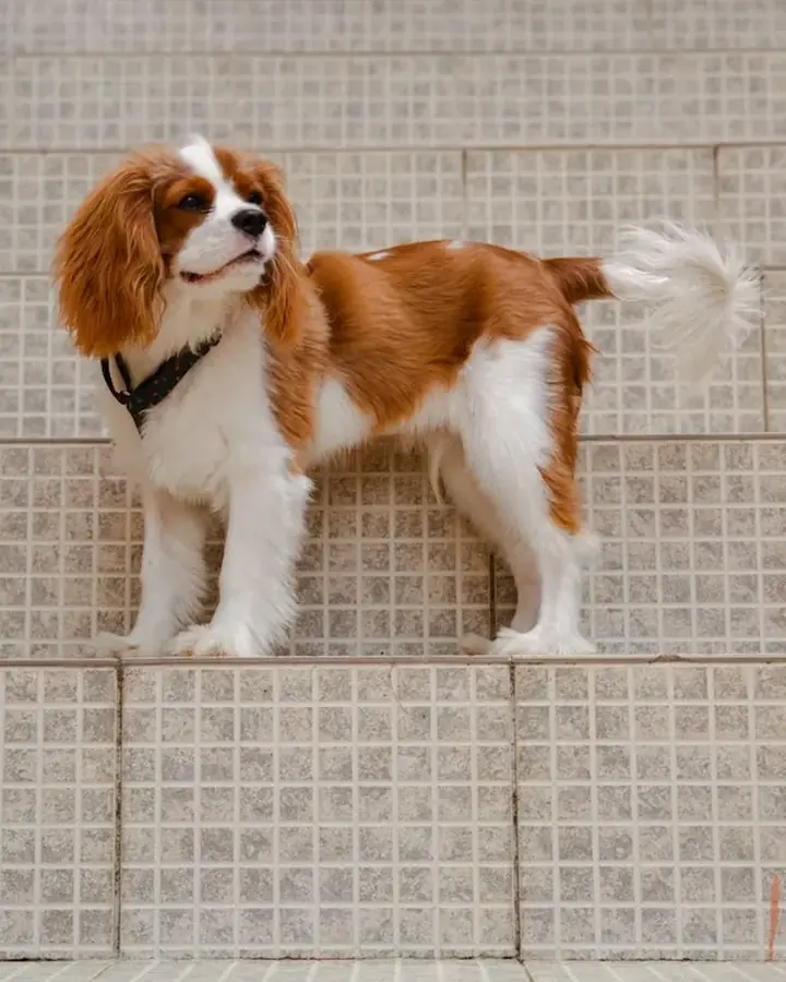Lilas