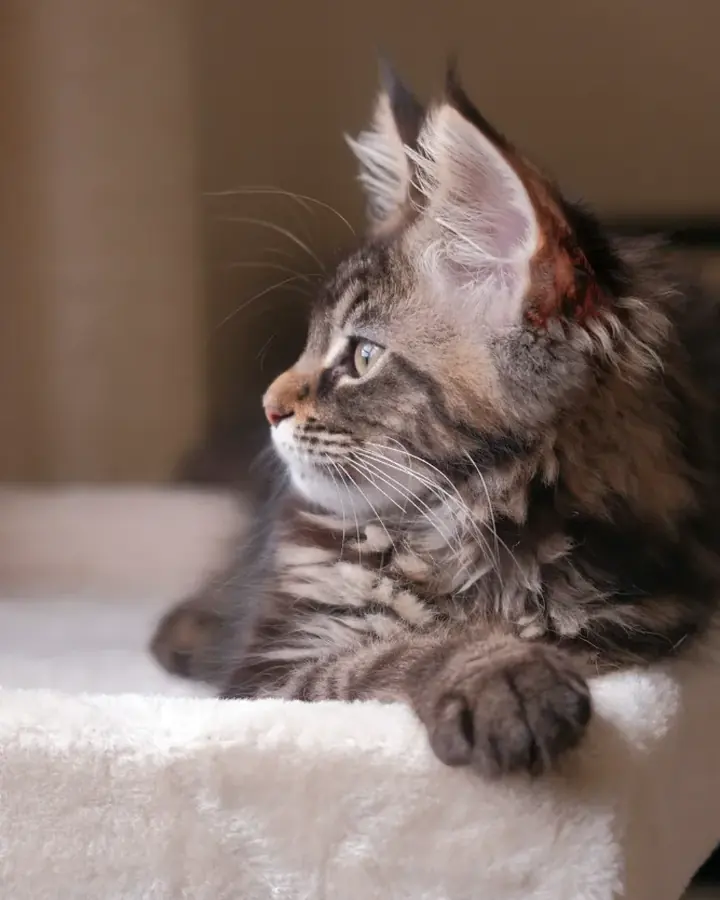 Lyra, Maine Coon