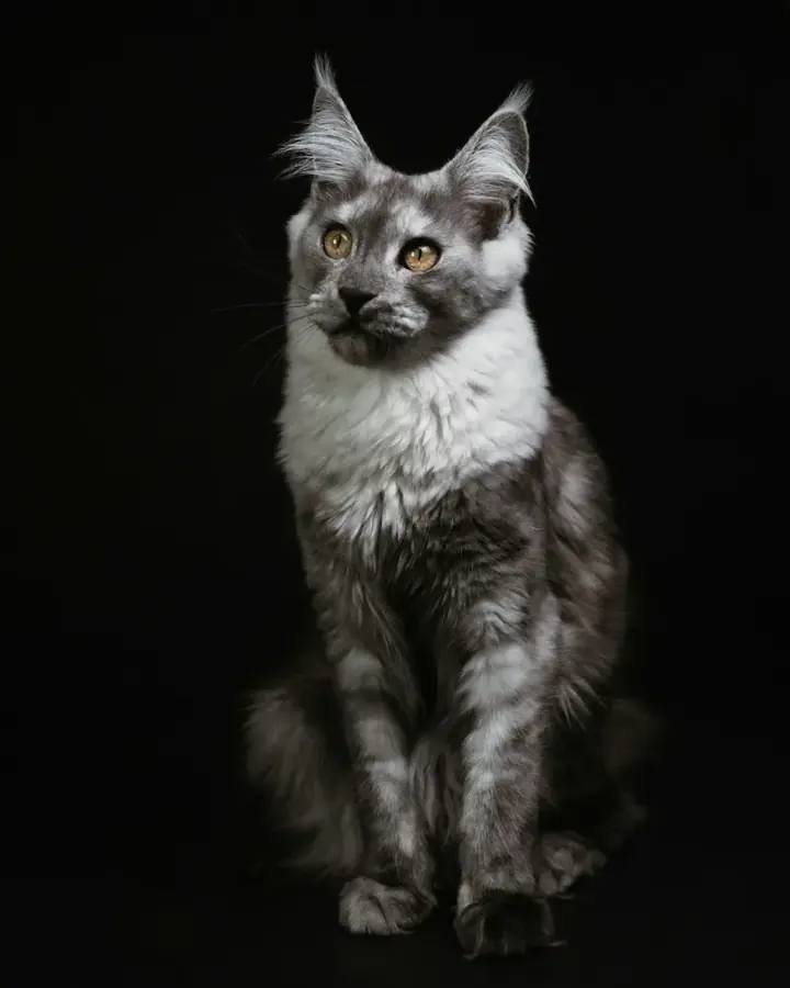 Zeus
