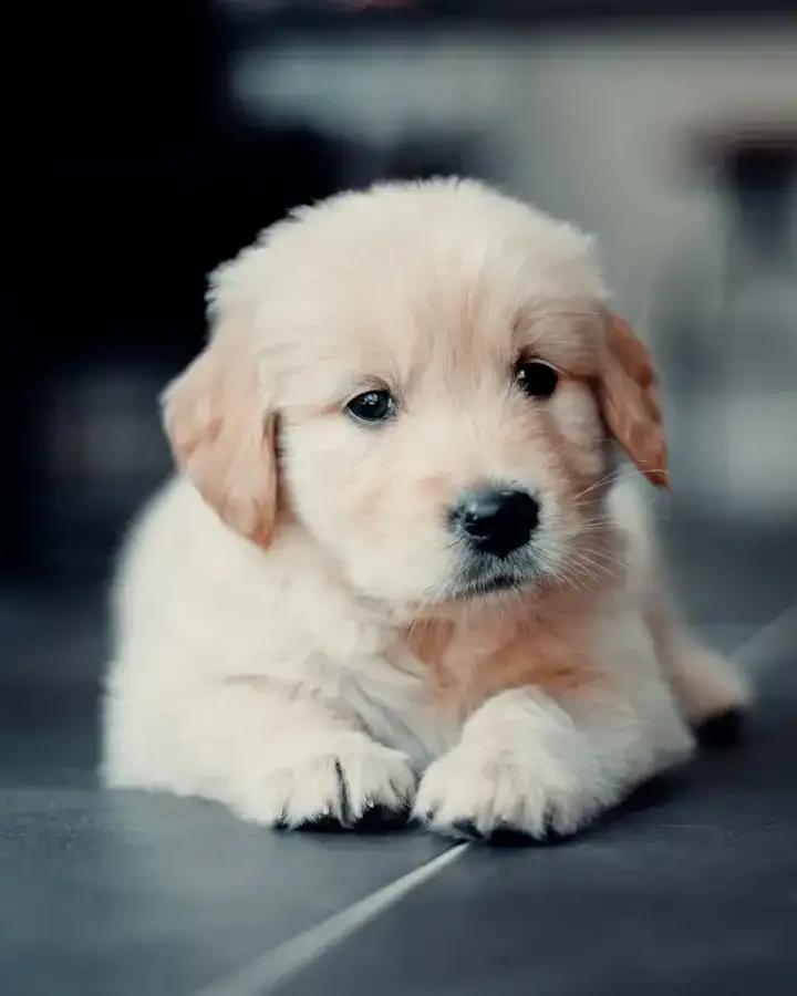 Sésame, Golden Retriever