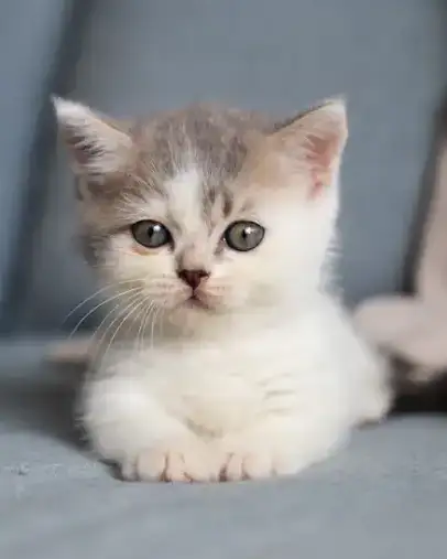 Praline, Européen